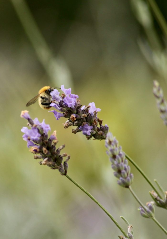 Abeille dans la lavande